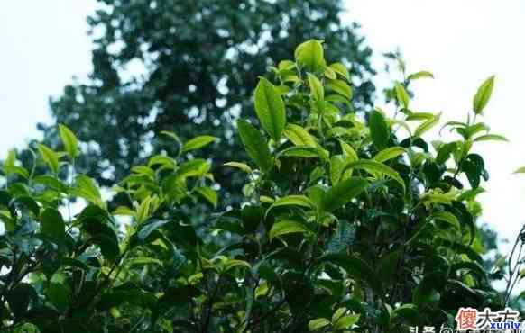 多少年的茶树为古树品种，揭秘茶叶：多少年的茶树才能被称为古树品种？