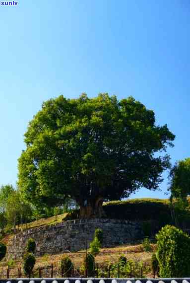 3200年茶祖古树-茶祖故里是哪里