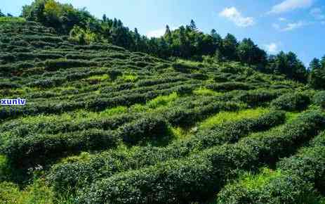 高山茶云雾茶的介绍，探秘高山云雾中的珍品——高山茶与云雾茶的介绍