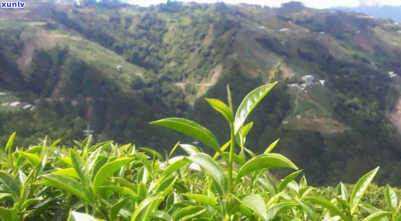 高山茶云雾茶的介绍，探秘高山云雾中的珍品——高山茶与云雾茶的介绍