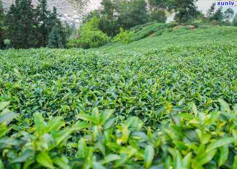 高山茶云雾茶的介绍，探秘高山云雾中的珍品——高山茶与云雾茶的介绍