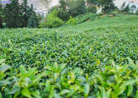 高山茶云雾茶的介绍，探秘高山云雾中的珍品——高山茶与云雾茶的介绍