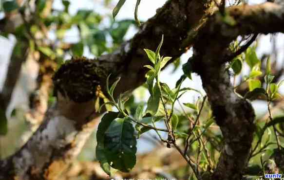 陈升号大树茶还是古树茶，探究茶叶品质：陈升号的大树茶与古树茶有何不同？