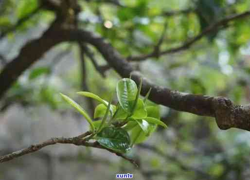 一棵古树一次能采多少茶叶，探秘古树茶：一棵千年老树每年可采多少茶叶？