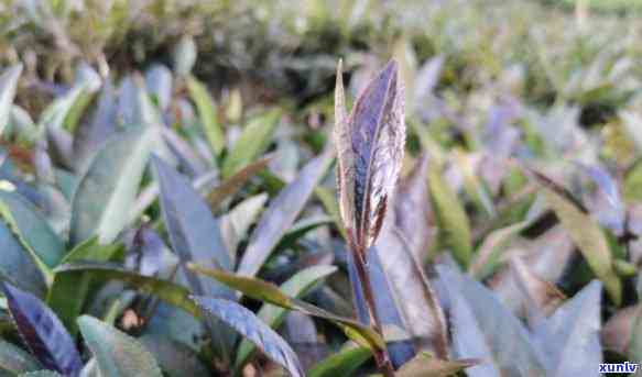 紫娟白茶茶图片，美丽独特的紫娟白茶：欣其精致的茶叶图片