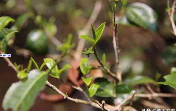 景迈茶值得收藏吗，探究价值：景迈茶是否值得收藏？