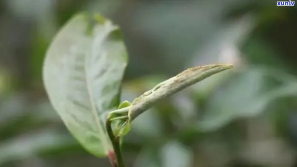 麻黑古树是哪里的茶-麻黑古树茶图片