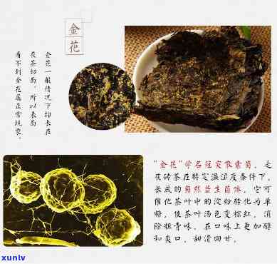 泾阳牛金花茯茶价格查询表