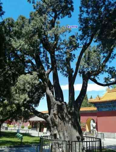 北京哪里有千年古树景区，探秘千年古树！北京景区推荐