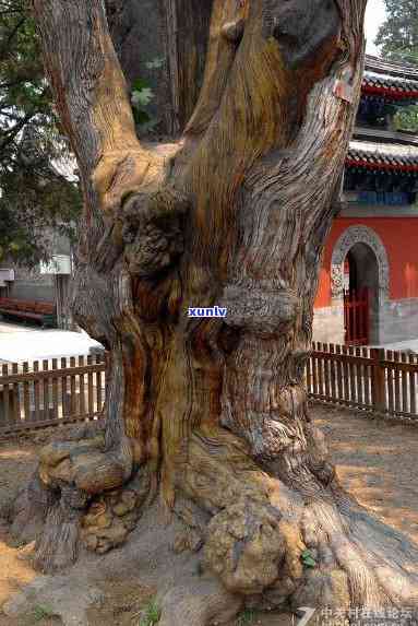 北京哪里有千年古树景区，探秘千年古树！北京景区推荐