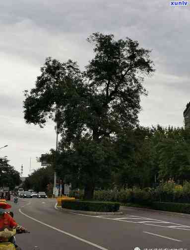 北京马路中间有一棵树，惊奇发现：北京马路竟生长着一棵树！