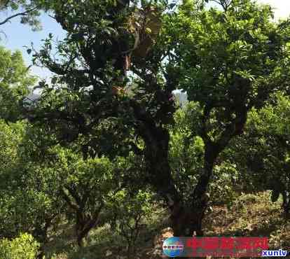 临沂哪里有古树？推荐几家售卖古树茶和茶叶的地方