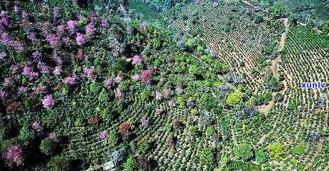 景迈山古茶林4A景区：基础设建设目二期与一日游全攻略