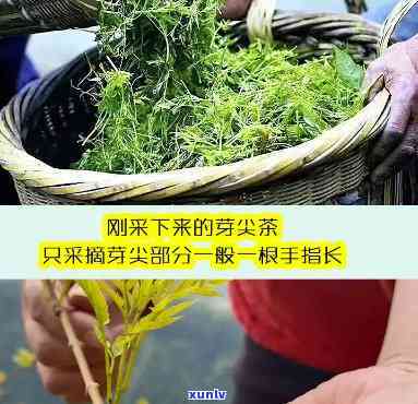 湖南张家界莓茶多少钱一斤，张家界莓茶价格，2023莓茶多少钱一斤？