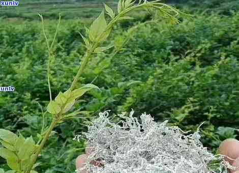 探究张家界莓茶口感：发酸原因及特点分析