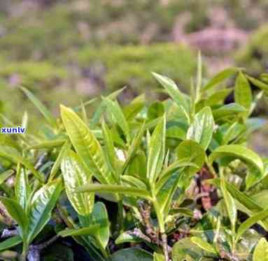 有机茶和无机茶价格-有机茶和无机茶价格差多少