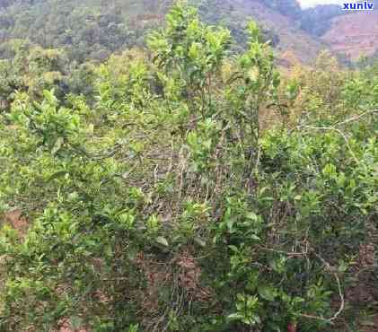 古树藤条茶属于什么茶，探索神秘饮品：揭秘古树藤条茶的种类归属