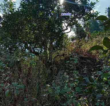 澜沧荒野生茶，探秘澜沧荒野生茶：独特口感与健益处的完美结合