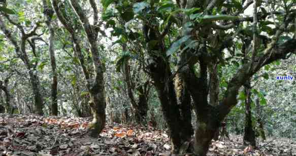 澜沧古茶荒野怎么样-澜沧古茶荒野怎么样好喝吗