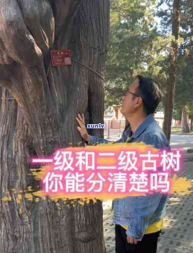 一级与二级古树有何区别？探讨两者之差异