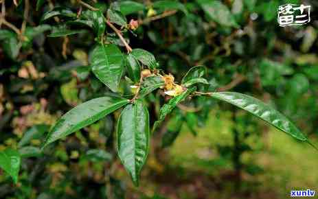 南糯山属于哪个茶区？详解其地理位置与归属情况