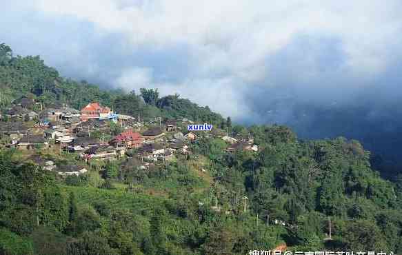 南糯山属于哪个茶区-南糯山属于哪个茶区的