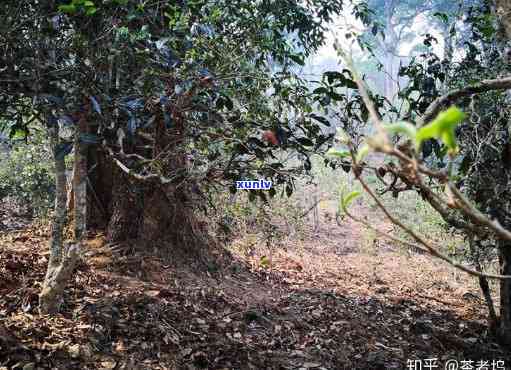 南糯山龙巴古茶价格多少，《揭秘南糯山龙巴古茶价格，了解这款茶叶的真正价值》