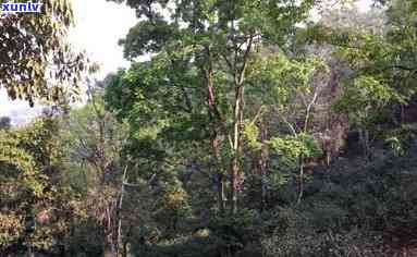 南糯山属于哪个山头-南糯山属于哪个山头村