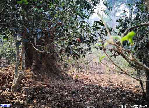 南糯山古树茶的特点：历悠久，口感醇厚，香气独特，营养丰富