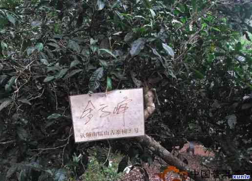 南糯山古树红茶特点-南糯山古树红茶特点介绍