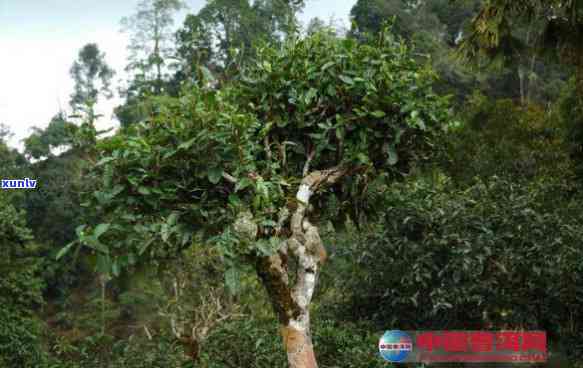 南糯山古树红茶特点-南糯山古树红茶特点介绍