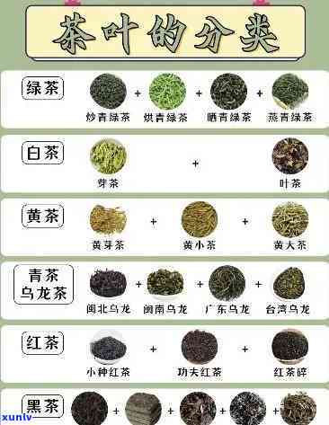 全面解析：各种茶的口感与外观特点