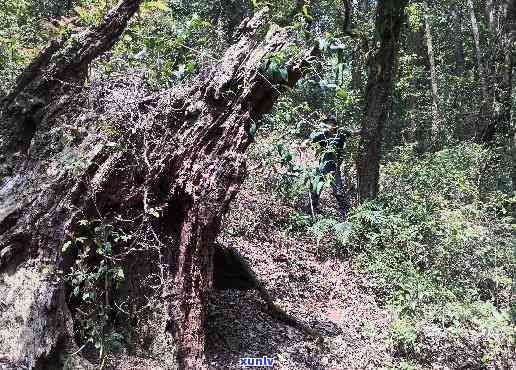 勐库大雪山千年古树图片大全高清