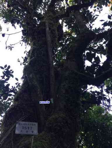 勐库大雪山千年古树图片大全高清