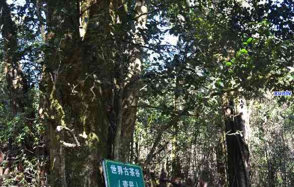 勐库大雪山千年古树-勐库大雪山千年古树图片