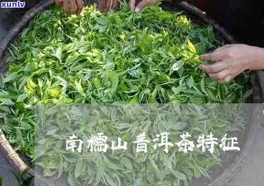 南糯山茶区文化特点-南糯山茶叶特点