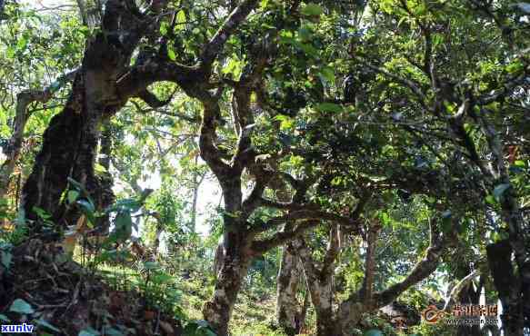 南糯山茶区文化特点-南糯山茶叶特点