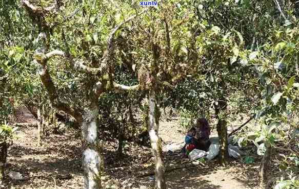 南糯山拔玛茶的特点-南糯山拔玛茶价格