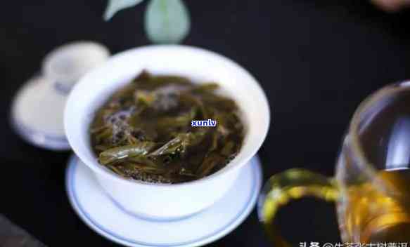 海古树茶是什么茶，揭秘海古树茶：它到底属于什么类型的茶叶？