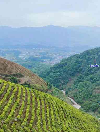 湖北省黄石市阳新金竹茶场，探访湖北黄石阳新金竹茶场，感受茶园的魅力与文化