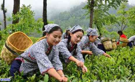 茶多酚片多少钱一盒，查询茶多酚片价格：一盒多少钱？