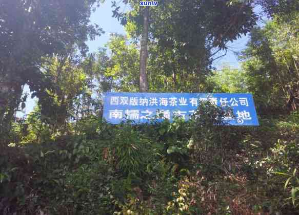 西双版纳勐海南糯山，探秘西双版纳：热带雨林中的南糯山之旅