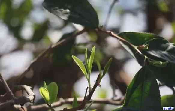 探秘景迈山：知名茶叶品种全揭秘