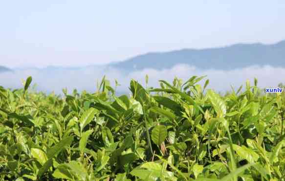 凤凰高山茶产地在哪里，探寻优质茶叶的源头：凤凰高山茶的产地介绍