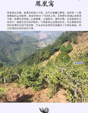 凤凰高山茶产地在哪里，探寻优质茶叶的源头：凤凰高山茶的产地介绍