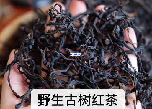 野生古树红茶：作用与口感特点全解析