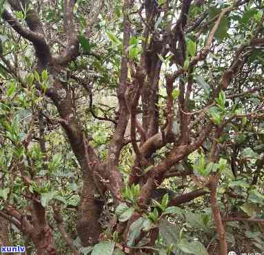 小户赛古树普洱茶特点，探索小户赛古树普洱茶的独特魅力