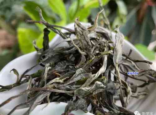 小户赛古树普洱茶特点，探索小户赛古树普洱茶的独特魅力