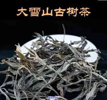 深入解析：大雪山古树茶的独特口感及其特点