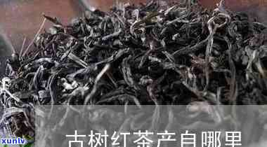 古树红茶哪里生产的-古树红茶哪里生产的好